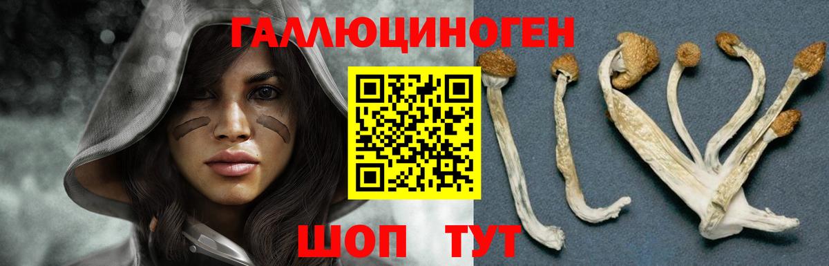 купить наркотик  Галлюциногенные грибы GOLDEN TEACHER  Вход с VPN  Ставрополь 